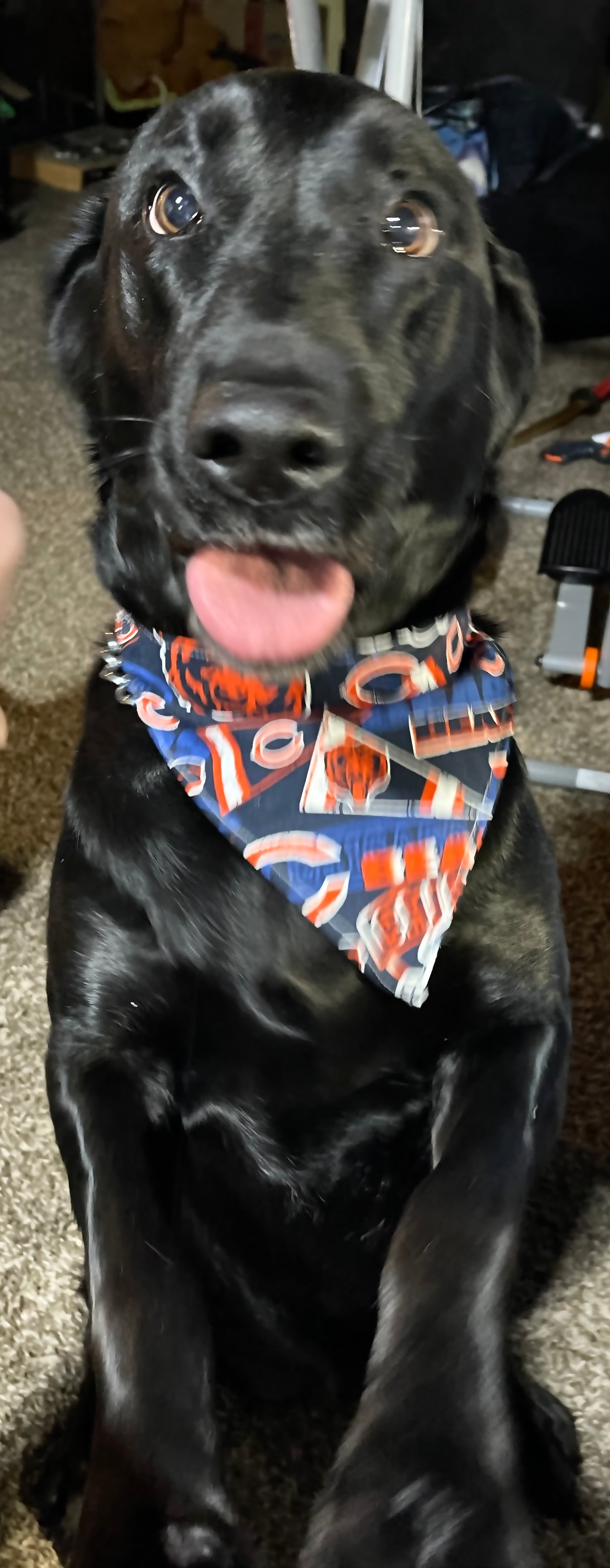 Handmade Pet Bandanas - Stretchy
