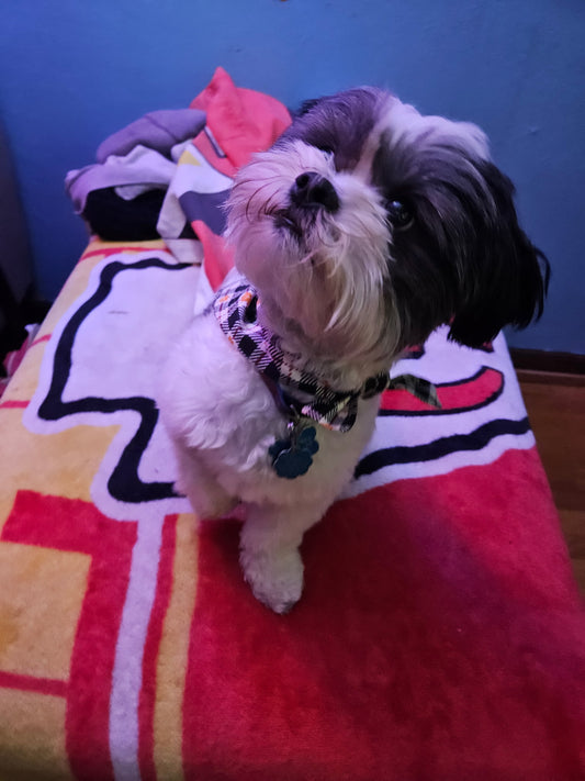 Handmade Pet Bandanas - Tie